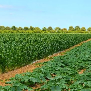 Sweetcorn and Pumpkin groeing in the field.