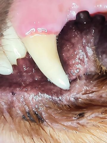 Doggy breath? Dog Brooming in Ormskirk is qualified to clean Doggy Teeth without the fuss of a vet.