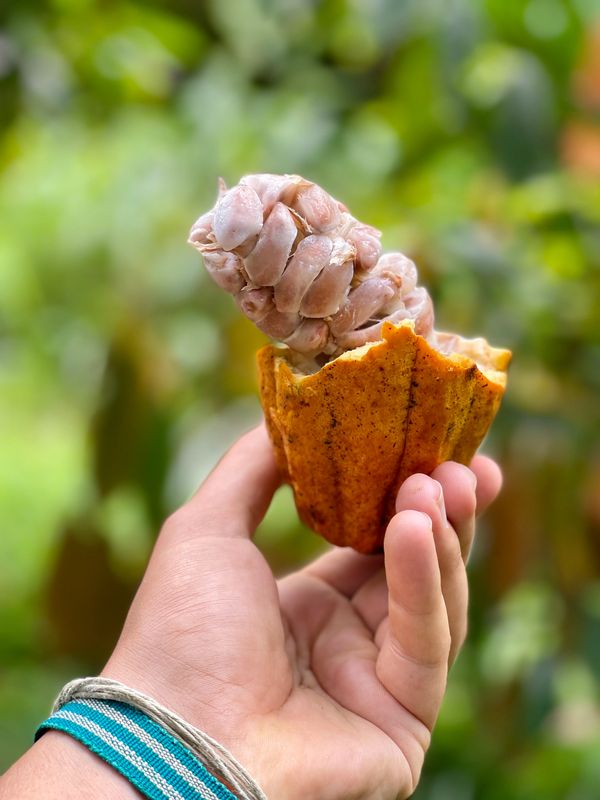 Kaua'i Organic Cacao: The Beginnings of Chocolate