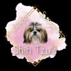 Sweet Success Shih Tzu