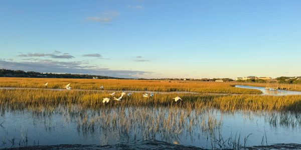 Scenic coastal marsh landscape along eht South Carolina coast, reflecting Grace Lane Properties deep