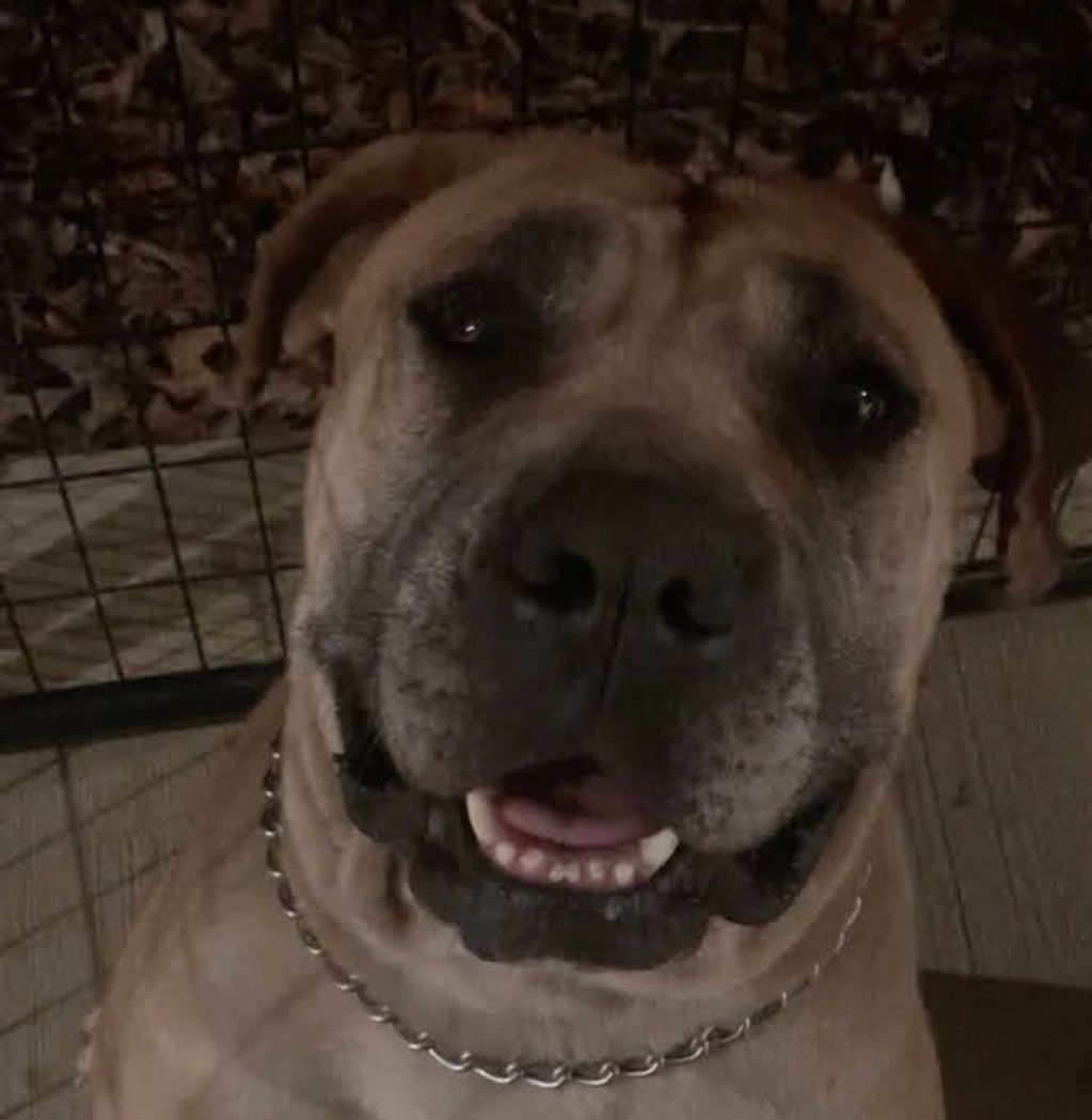 Of course a Boerboel can SMILE... and our girl Millie is the first to share hers with you!