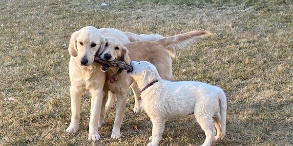 Golden Retrievers Playing with a Stick