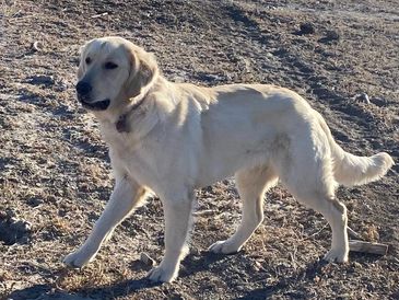 Golden Retriever on a Hike