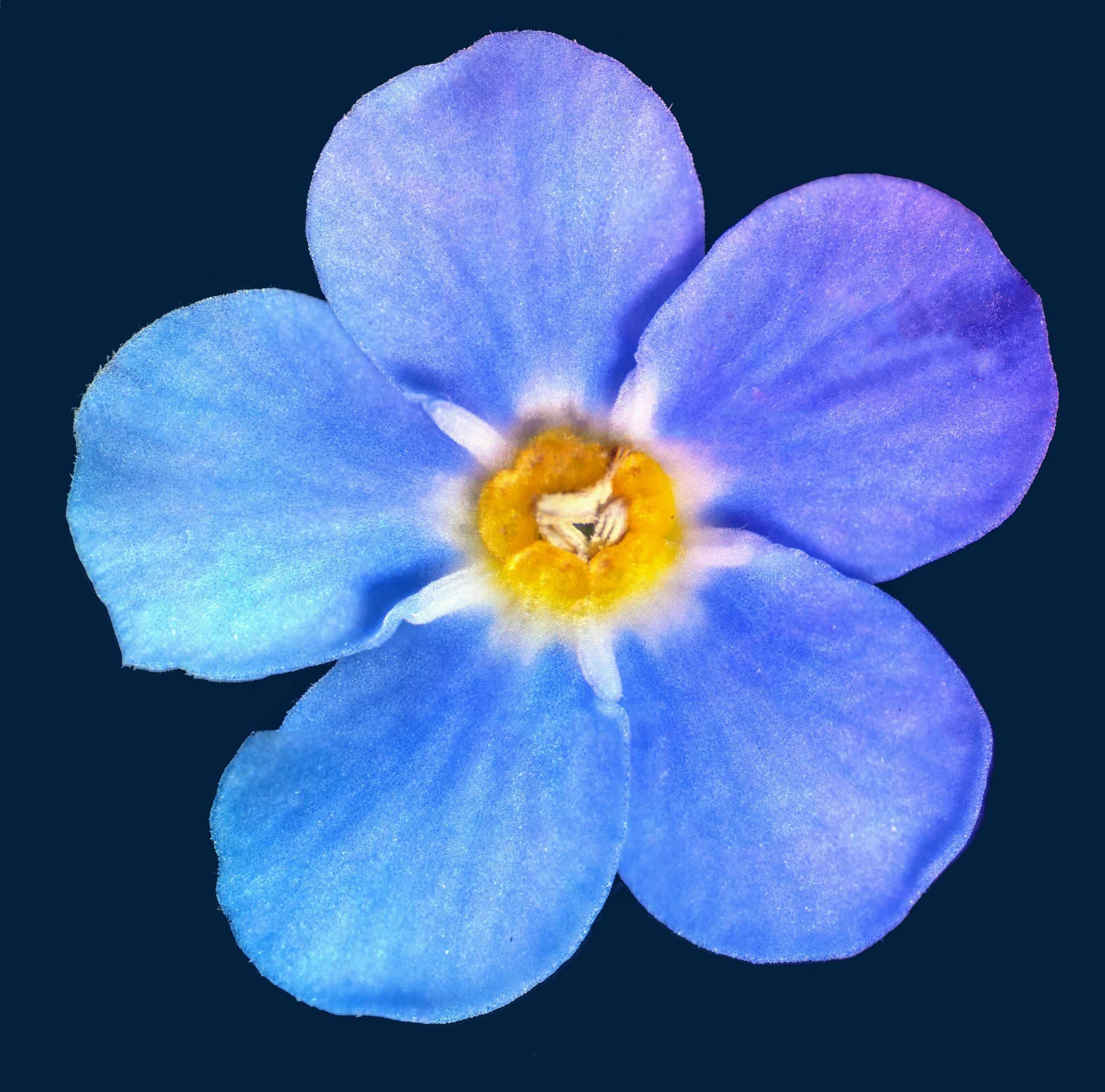 Close-up of a delicate blue flower with a yellow center.