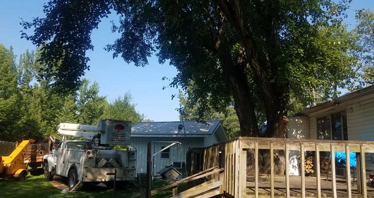 Tree removal Bolivar Mo.