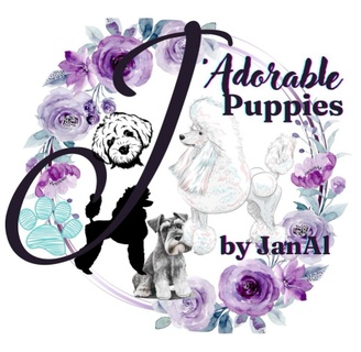 J'Adorable Poodles & Doodles