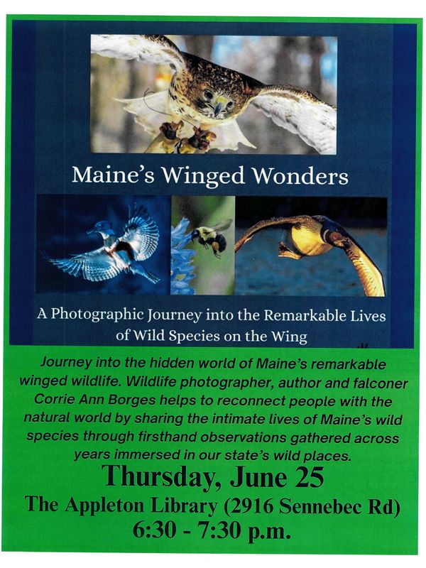 Flyer for Maine's Winged Wonders wildlife photography event at Appleton Library on June 25.
