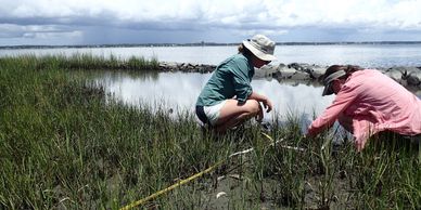 M Taggart and K Signor collect vegetation data at a living shoreline in Pine Knoll Shores, NC