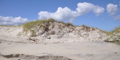Recovery of eroded foredune along North Core Banks, Cape Lookout National Seashore, NC, October 2015