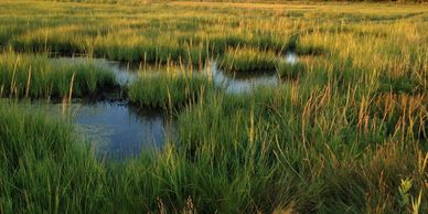 Salt Marsh