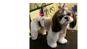 shih tzu