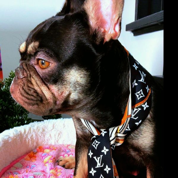 Profile of a French Bulldog wearing a stylish Louis Vuitton scarf.