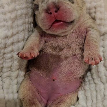 Newborn puppy peacefully sleeping on a soft white blanket.