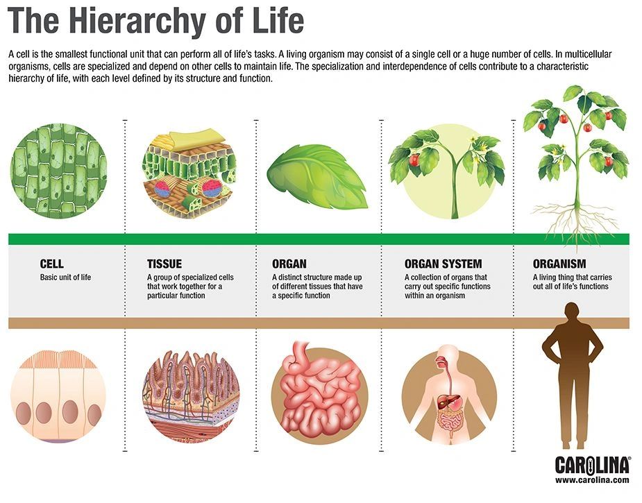 Organization - The Hierarchy of Needs | Integrate Columbus