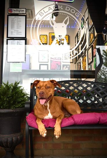 A dog sits on a passes bench in front of the shop window and vinyl logo.  