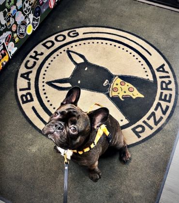A small black dog looks up from the logo rug.  