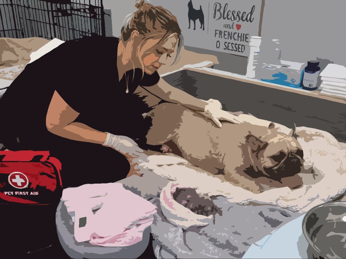 Woman administering pet first aid to a resting dog.