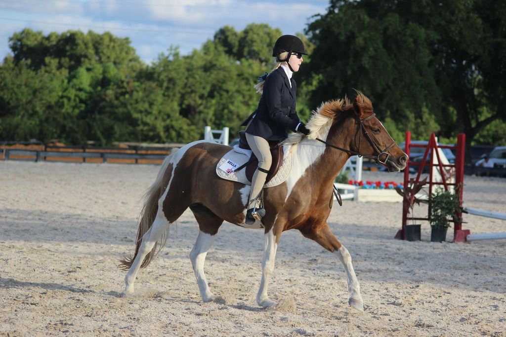 Mastering Horse Riding: From Beginner to Advanced Levels