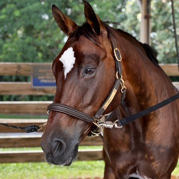 Close-up of a brown horse with a white star-shaped marking on its forehead.