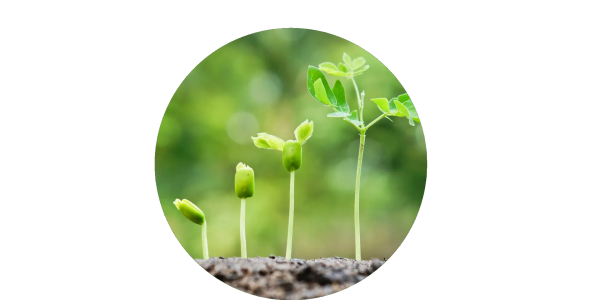 Five stages of a plant seedling growth from soil to small plant.