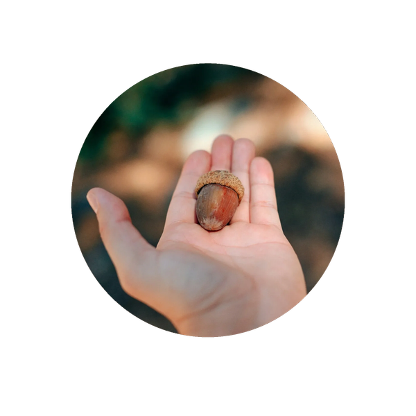 Hand holding a single acorn with a blurred natural background.