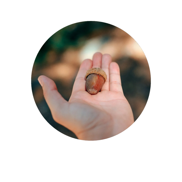 Hand holding a single acorn with a blurred natural background.