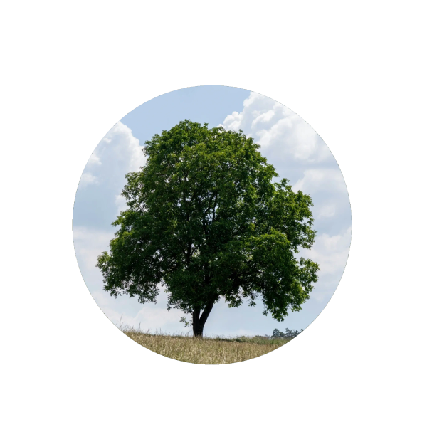 A single green tree on a grassy hill under a partly cloudy sky.