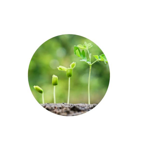 Sequential growth stages of seedlings in soil with green blurred background.