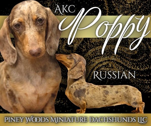 Miniature dachshund named Poppy with a unique spotted coat.