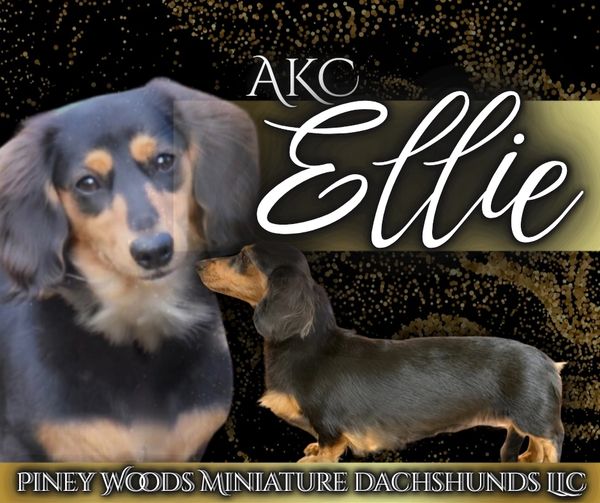 Elegant miniature dachshund named Ellie from Piney Woods Miniature Dachshunds.