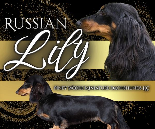 Russian Lily, a black and tan miniature dachshund from Piney Woods Miniature Dachshunds.