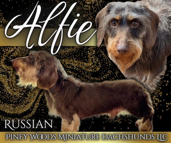 Alfie, a Russian miniature dachshund, showcased with close-up and side profile images.
