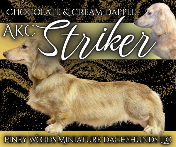 Chocolate and cream dapple miniature dachshund named Striker.