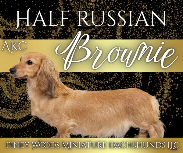 Half Russian AKC Brownie, a golden miniature dachshund.