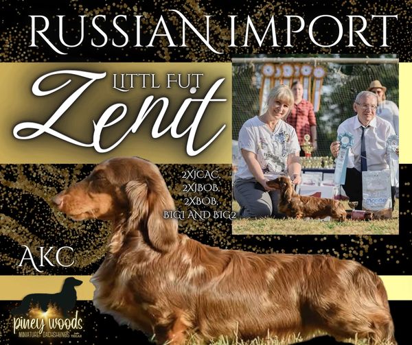 Showcase of a Russian-imported AKC dog named Zenti with award ribbons and titles.