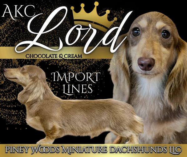 Chocolate and cream miniature dachshund named Lord from Piney Woods Miniature Dachshunds.