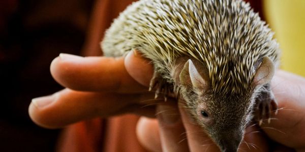 Thornberry lesser tenrec