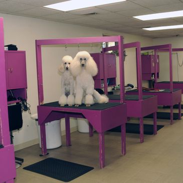 Two white poodles sitting on a grooming table in a pet grooming salon.