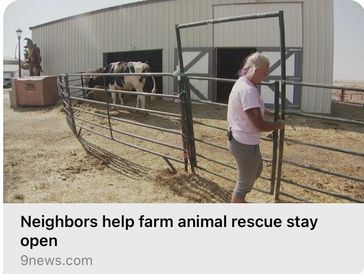A person tending to a cow near a barn, highlighting farm animal rescue efforts.
