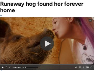 A woman lovingly kisses a large hog indoors.