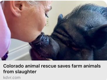 A woman gently kisses a rescued pig, showing affection and care.
