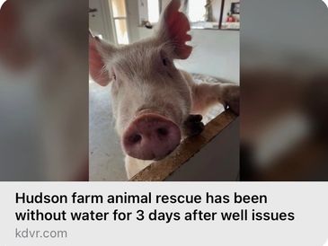 A pig at Hudson farm rescue looks at the camera amid a water shortage.