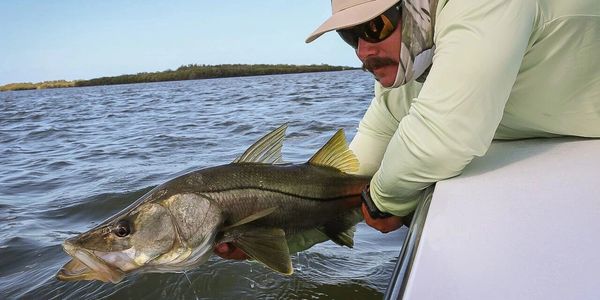 Homosassa Snook.