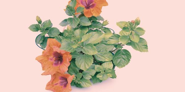 Orange hibiscus flowers blooming with green leaves.