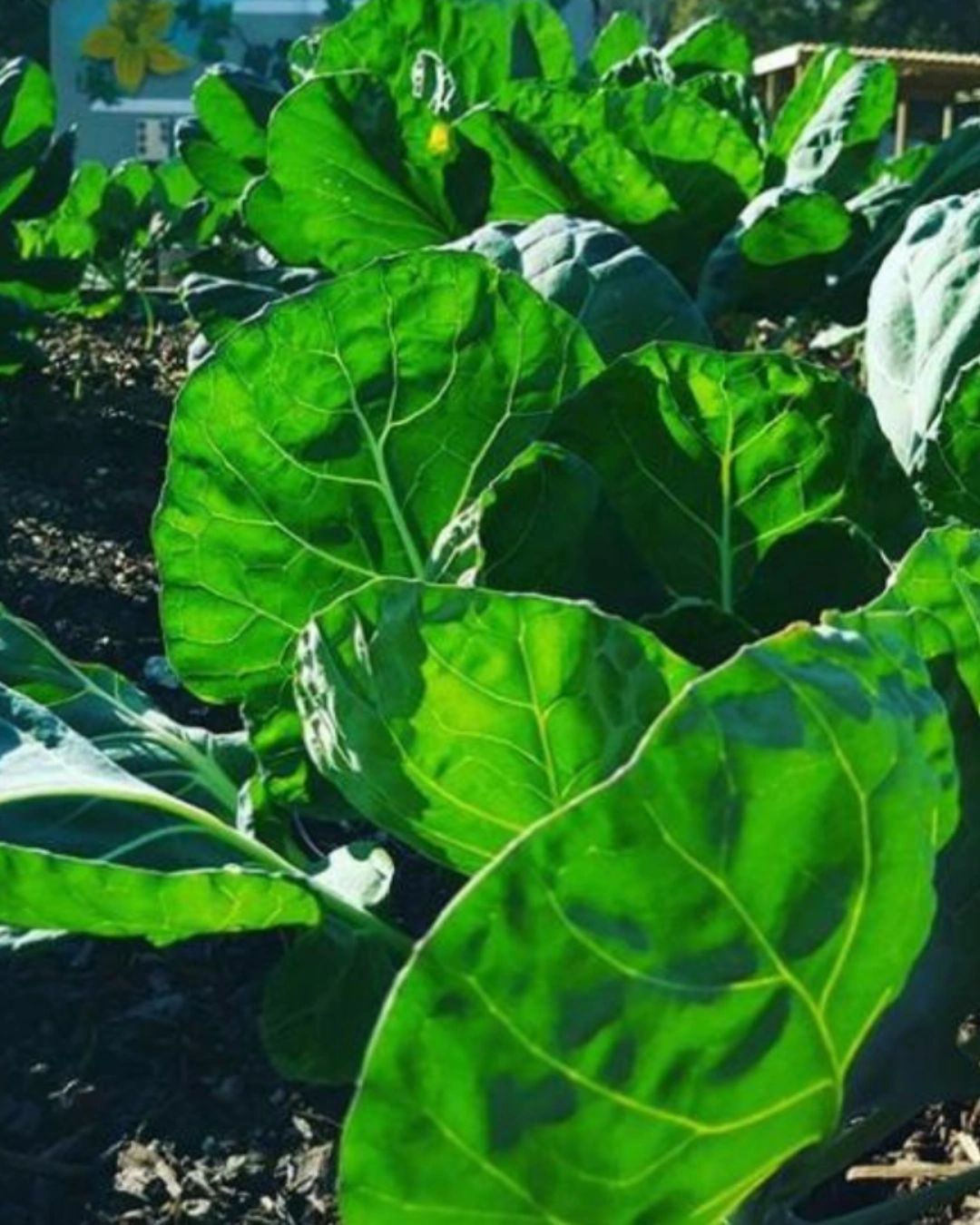 Mystic Roots Foundation, Inc.