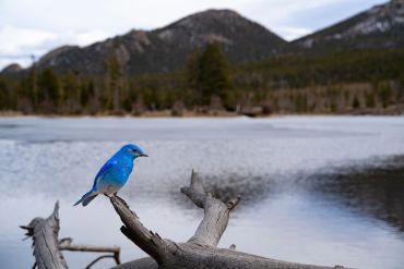 Blue bird perched on a branch by a lake.