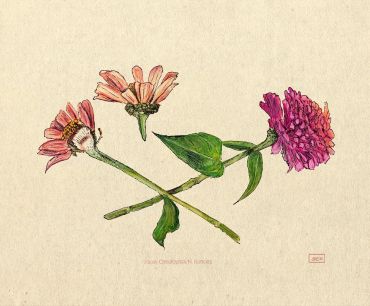 Zinnia study, watercolor & pen