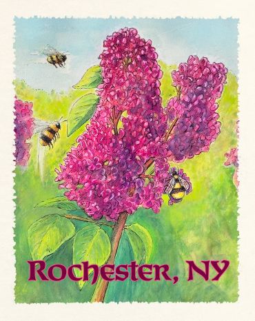 Rochester NY Lilac & three bees, watercolor & pen