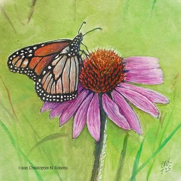 Monarch on cone flower, watercolor & pen